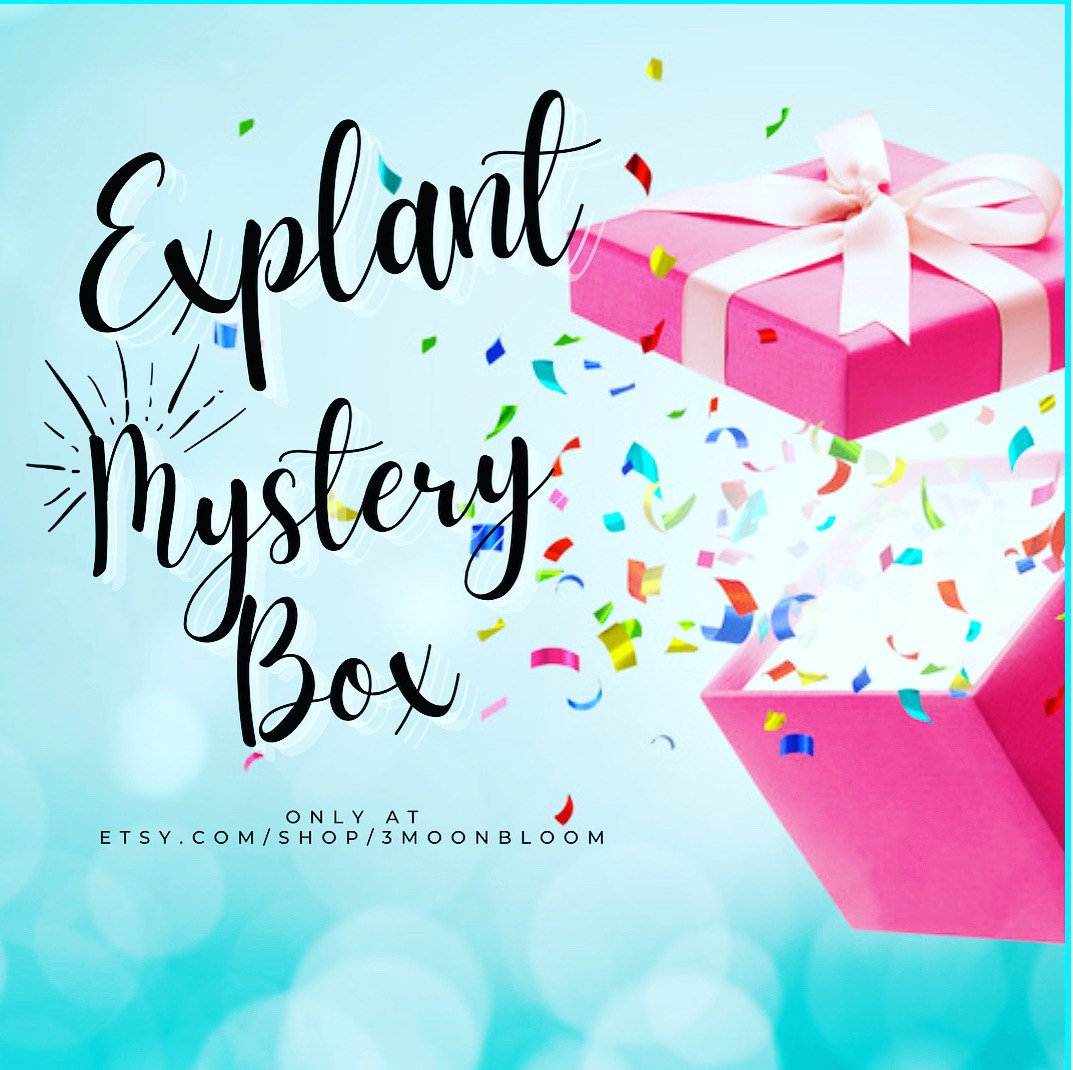 Explant Mystery Box, Bloom 3 Mondblüten, Bii Explant, Explant Geschenk, Explanting Gifts, Bii Geschenke Explant Mystery Box, Bloom 3 Mondblüten, Bii Explant, Explant Geschenk, Explanting Gifts, Bii Geschenke von 3MoonBloom