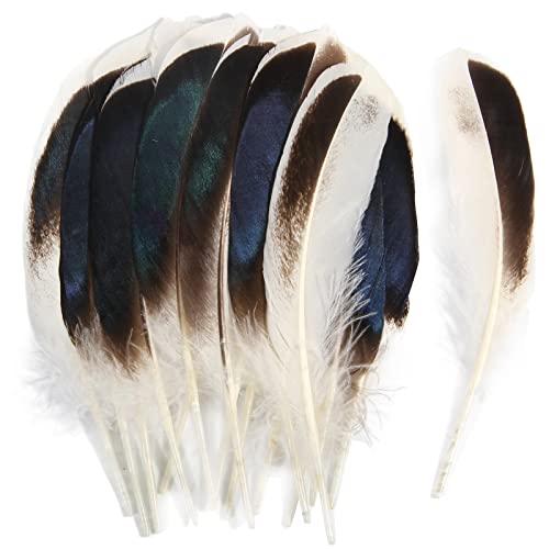 Entenfedern, 10–15 cm, Großpackung für Handarbeit, Kleidung, Hüte, Zuhause, Hochzeit, Party, Dekoration, Feder, natürlich, 120 Stück Entenfedern, 10–15 cm, Großpackung für Handarbeit, Kleidung, Hüte, Zuhause, Hochzeit, Party, Dekoration, Feder, natürlich, 120 Stück von ADSUBHSJFAKK