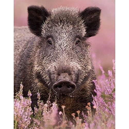 5D Diamond Painting Set Rosa Wildschwein DIY Diamant Painting Bilder Zubehör für Erwachsene Kinder Anfänger Wand Dekorationen Wohnzimmer Schlafzimmer Büro Bar, 50x70cm/20x28inch 5D Diamond Painting Set Rosa Wildschwein DIY Diamant Painting Bilder Zubehör für Erwachsene Kinder Anfänger Wand Dekorationen Wohnzimmer Schlafzimmer Büro Bar, 50x70cm/20x28inch von AENL