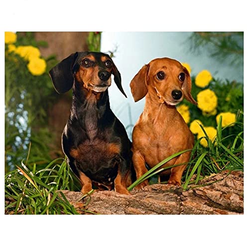 DIY 5D Diamant Malerei Kit Dackel Hund Diamond Painting Full Groß Kristall Strass Stickerei Kreuzstich Arts Craft Gemälde Malen nach Zahlen für Wanddekoration 30x40cm/12x16inch DIY 5D Diamant Malerei Kit Dackel Hund Diamond Painting Full Groß Kristall Strass Stickerei Kreuzstich Arts Craft Gemälde Malen nach Zahlen für Wanddekoration 30x40cm/12x16inch von AENL