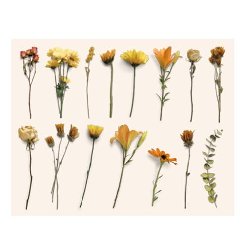 AKLOSIPY 30pcs Vintage Plants Sticker - Retro Blumenabziehbilder für Scrapbooking-, Journal-, Planer- und DIY Projekte (Orangefarbener Sonnenuntergang) von AKLOSIPY