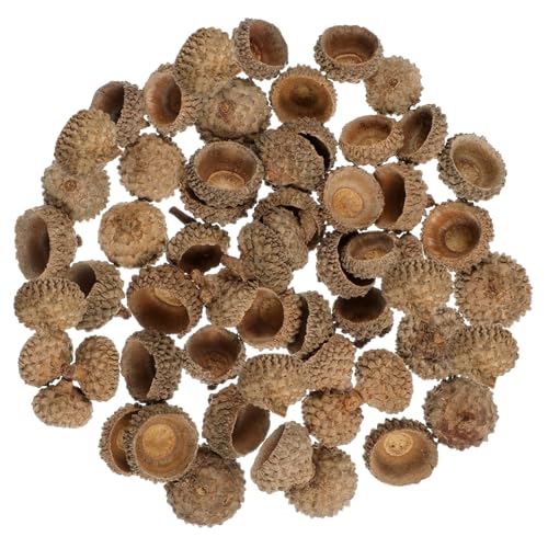 AKOOSY 50 Stück Natürliche Eichelnschalen Set Umweltfreundliche Trocken Deko Robuste Acorn Shells für Herbstdeko Weihnachts und Hochzeitsfeier Bastelornamente Vase Füller und Partyhänger von AKOOSY