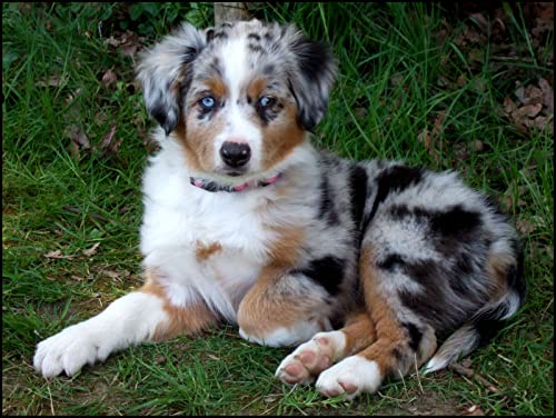 DIY Diamond Painting Kit Malen nach Zahlen Geburtstagsgeschenke Australian Shepherd Cute Pet Dog Animal Full Drill Diamond Embroidery Painting DIY Kreuzstich Malerei für Home Wall Decor DIY Diamond Painting Kit Malen nach Zahlen Geburtstagsgeschenke Australian Shepherd Cute Pet Dog Animal Full Drill Diamond Embroidery Painting DIY Kreuzstich Malerei für Home Wall Decor von AKSNAL