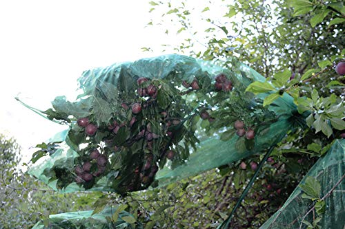 1 Frucht-Schutzbeutel - 150x100 cm - mit Zugband, Zum Schutz vor Wespenfrass, Vögel, Kirschessigfliege und andere Insekten. Traubenschutz, Organzabeutel dunkelgrün (150x100 cm) von Anlaufs-Fruchtschutz24