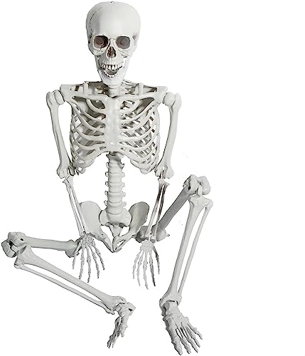 AOFOX 165cm Halloween Lebensgröße Skelett Ganzkörper menschliche Knochen mit beweglichen Gelenken für Party Requisite Gruselfriedhof Spukhaus Rasenhof Dekor von AOFOX