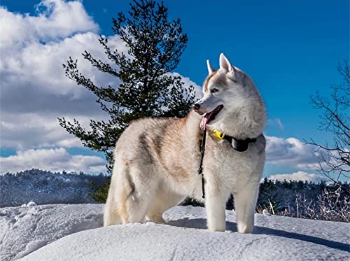 AREPAS DIY Diamant Gemälde Malen Nach Zahlen Kits Weißer Husky-Hund 30x40cm Diamond Painting Bilder, 5D Diamant Painting Kit, Vollbohrer Kristall Strass Stickerei Mosaik Gemälde für Wand Dekoration AREPAS DIY Diamant Gemälde Malen Nach Zahlen Kits Weißer Husky-Hund 30x40cm Diamond Painting Bilder, 5D Diamant Painting Kit, Vollbohrer Kristall Strass Stickerei Mosaik Gemälde für Wand Dekoration von AREPAS