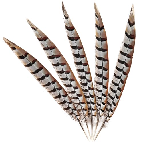 Natürliche Fasanenfedern, Fasanschwanzfedern, 15,2 - 20,3 cm, für Bastelarbeiten, Heimdekoration, Hochzeit, Performance, Party, DIY, Kleidung, Dekoration, 5 Stück Natürliche Fasanenfedern, Fasanschwanzfedern, 15,2 - 20,3 cm, für Bastelarbeiten, Heimdekoration, Hochzeit, Performance, Party, DIY, Kleidung, Dekoration, 5 Stück von ASKFNASDKMFN