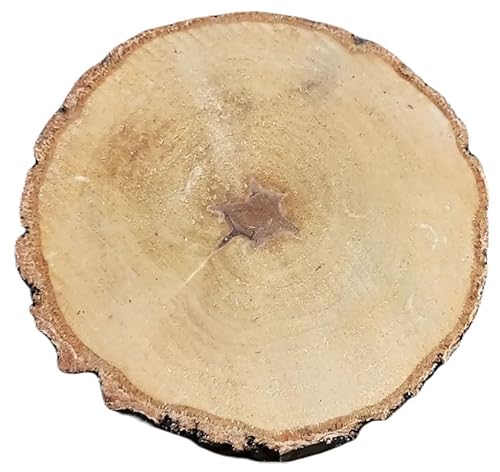 Birkenholzscheibe für DIY-Projekte & Dekoration – unbehandelt, gereinigt, naturbelassen, mit Rinde – ideal für Basteln, Gravieren, Hochzeiten & Wohnaccessoires (1er pack), 32-37cm 4cm von AddEco