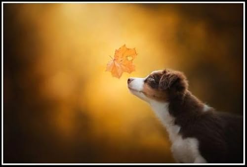 Australian Shepherd Cute Pet Dog Animal Diamond Painting Kits for Adults 5D Crystal Diamonds Art with Accessories Tools, Picture DIY Art Craft for Home Decor Gift Australian Shepherd Cute Pet Dog Animal Diamond Painting Kits for Adults 5D Crystal Diamonds Art with Accessories Tools, Picture DIY Art Craft for Home Decor Gift von AiEiIiOiUi