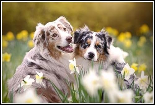 Australian Shepherd Cute Pet Dog Animal Diamond Painting Kits for Adults 5D Crystal Diamonds Art with Accessories Tools, Picture DIY Art Craft for Home Decor Gift Australian Shepherd Cute Pet Dog Animal Diamond Painting Kits for Adults 5D Crystal Diamonds Art with Accessories Tools, Picture DIY Art Craft for Home Decor Gift von AiEiIiOiUi