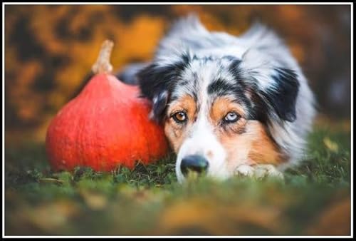 Australian Shepherd Cute Pet Dog Animal Diamond Painting Kits for Adults 5D Crystal Diamonds Art with Accessories Tools, Picture DIY Art Craft for Home Decor Gift von AiEiIiOiUi