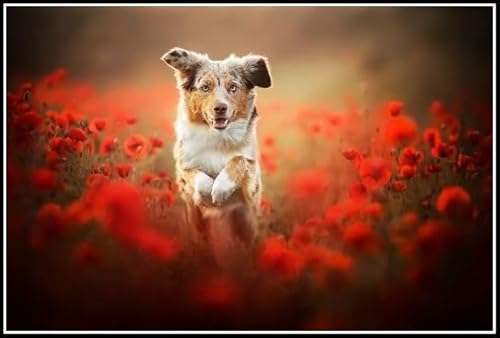 Australian Shepherd Cute Pet Dog Animal Diamond Painting Kits for Adults 5D Crystal Diamonds Art with Accessories Tools, Picture DIY Art Craft for Home Decor Gift von AiEiIiOiUi