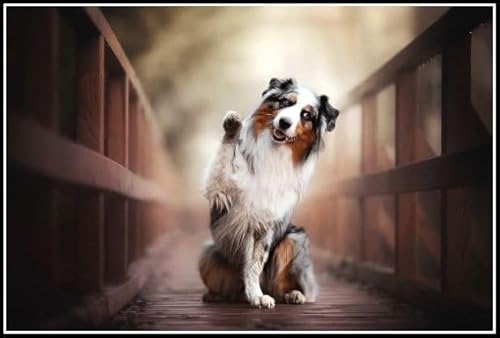 Australian Shepherd Cute Pet Dog Animal Diamond Painting Kits for Adults Diamond Art 5D Paint with Diamonds,DIY Painting Kit Paint by Number Birthday Gifts Australian Shepherd Cute Pet Dog Animal Diamond Painting Kits for Adults Diamond Art 5D Paint with Diamonds,DIY Painting Kit Paint by Number Birthday Gifts von AiEiIiOiUi