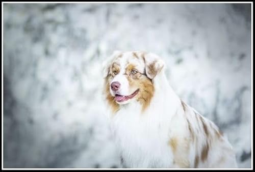 Australian Shepherd Cute Pet Dog Animal Diamond Painting Kits für Erwachsene, 5D Kristall Diamanten Kunst mit Zubehör Werkzeuge, Bild DIY Kunst Handwerk für Home Decor Geschenk Australian Shepherd Cute Pet Dog Animal Diamond Painting Kits für Erwachsene, 5D Kristall Diamanten Kunst mit Zubehör Werkzeuge, Bild DIY Kunst Handwerk für Home Decor Geschenk von AiEiIiOiUi