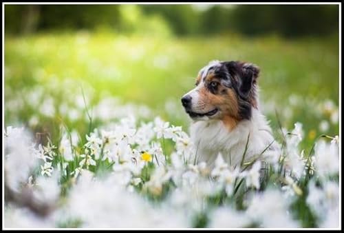 Australian Shepherd Cute Pet Dog Animal Diamond Painting Kits für Erwachsene, 5D Kristall Diamanten Kunst mit Zubehör Werkzeuge, Bild DIY Kunst Handwerk für Home Decor Geschenk Australian Shepherd Cute Pet Dog Animal Diamond Painting Kits für Erwachsene, 5D Kristall Diamanten Kunst mit Zubehör Werkzeuge, Bild DIY Kunst Handwerk für Home Decor Geschenk von AiEiIiOiUi