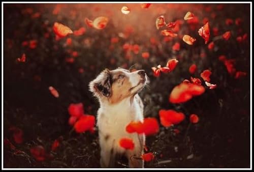 Australian Shepherd Cute Pet Dog Animal Diamond Painting Kits für Erwachsene, 5D Kristall Diamanten Kunst mit Zubehör Werkzeuge, Bild DIY Kunst Handwerk für Home Decor Geschenk von AiEiIiOiUi