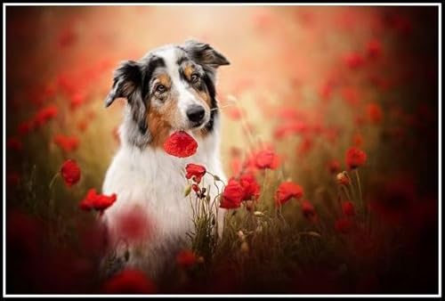 Australischer Schäferhund, niedlicher Haustierhund, Tier-Diamant-Malerei-Set für Erwachsene, Diamantkunst, 5D-Malerei mit Diamanten, DIY-Malerei-Set, Malen nach Zahlen, Geburtstagsgeschenke Australischer Schäferhund, niedlicher Haustierhund, Tier-Diamant-Malerei-Set für Erwachsene, Diamantkunst, 5D-Malerei mit Diamanten, DIY-Malerei-Set, Malen nach Zahlen, Geburtstagsgeschenke von AiEiIiOiUi