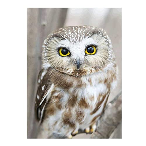 Aiuorty Diamond Painting Bilder Eule, 5D Diamond Painting Erwachsene Kinder, DIY Diamant Full Malen nach Zahlen, Painting Handwerk Bilder für Heim Dekor Wand Décor 30x40cm Aiuorty Diamond Painting Bilder Eule, 5D Diamond Painting Erwachsene Kinder, DIY Diamant Full Malen nach Zahlen, Painting Handwerk Bilder für Heim Dekor Wand Décor 30x40cm von Aiuorty