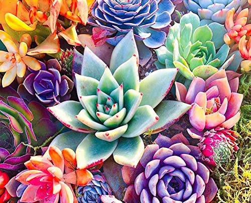 Aiuorty Diamond Painting Full Diamond Painting Bilder Blumen, 5D Diamond Painting Erwachsene Kinder, DIY Diamant Full Malen nach Zahlen, Painting Handwerk Bilder für Heim Dekor Wand Décor 40x30cm Aiuorty Diamond Painting Full Diamond Painting Bilder Blumen, 5D Diamond Painting Erwachsene Kinder, DIY Diamant Full Malen nach Zahlen, Painting Handwerk Bilder für Heim Dekor Wand Décor 40x30cm von Aiuorty