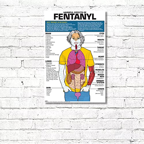 Algra Corporation Lernposter "The Harmful Effects of Fentenyl", 61 x 91,4 cm, laminiert von Algra Corporation