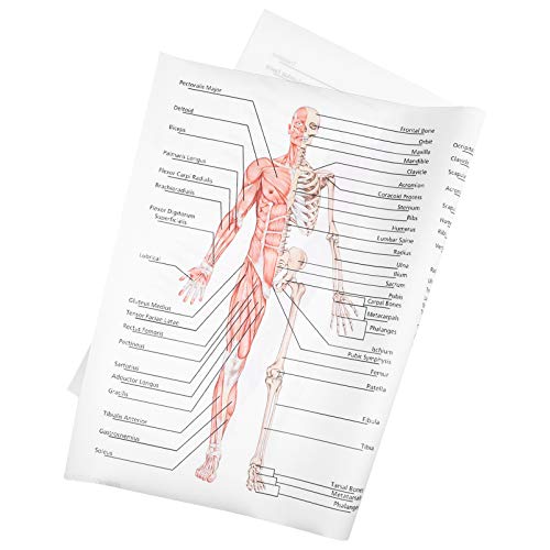 Amosfun 1 Stück Poster menschlich Muskel klein Anatomie Wandkunst anatomisch Fitnessstudio Malen unterrichten Knochenfigur Skelett Lehrbild Anatomie bild Anatomie für die Schule Seidentuch Amosfun 1 Stück Poster menschlich Muskel klein Anatomie Wandkunst anatomisch Fitnessstudio Malen unterrichten Knochenfigur Skelett Lehrbild Anatomie bild Anatomie für die Schule Seidentuch von Amosfun
