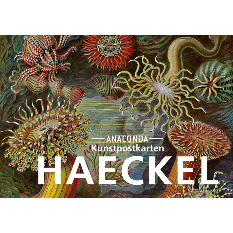 Postkarten-Set Ernst Haeckel, Kartoniert (TB) von Anaconda