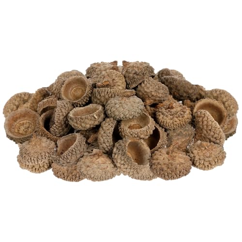 Angoily 50 Stück Natürliche Eichelhülsen Langlebige Herbst und Weihnachtsdekoration Umweltfreundliche DIY Bastelmaterialien für Party Hochzeit Tischdeko und Streudeko Angoily 50 Stück Natürliche Eichelhülsen Langlebige Herbst und Weihnachtsdekoration Umweltfreundliche DIY Bastelmaterialien für Party Hochzeit Tischdeko und Streudeko von Angoily