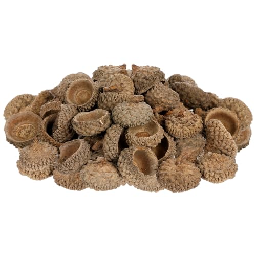 Angoily 50 Stück Natürliche Eicheln Schalen Deko Herbst Basteln Weihnachtsbaum Anhänger Hochzeit Tischstreuung Party Dekoration DIY Trocken Acorn Ornament Set von Angoily