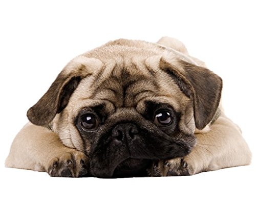 Apalis Wandtattoo No.426 Kuscheliger Mops Treu Hund Welpe Niedlich Baby von Apalis