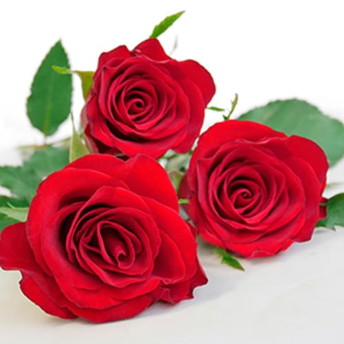 20 Servietten Rosen, Blumen, Gartenparty, Rot, Hochzeit, Basteln, Tischdeko, Decoupage, Serviettentechnik 33x33cm 20 Servietten Rosen, Blumen, Gartenparty, Rot, Hochzeit, Basteln, Tischdeko, Decoupage, Serviettentechnik 33x33cm von Atelier
