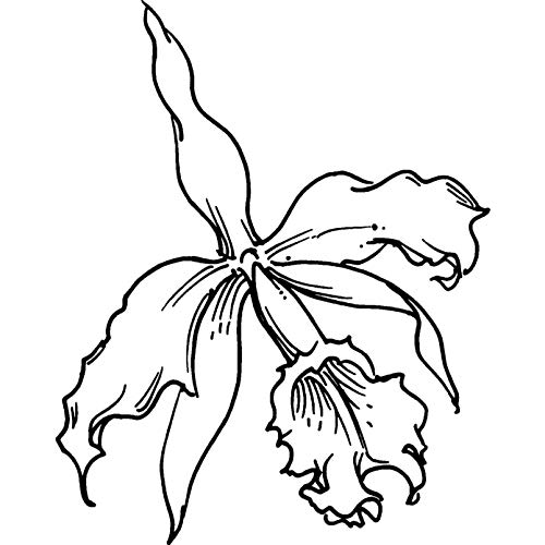 A7 'Orchidee' Stempel (Unmontiert) (RS00033328) von Azeeda