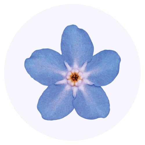 Azeeda 24 x 'Vergissmeinnicht Blume' Aufkleber - Zarte Blaue Wildblume Aquarell - für Basteln, Scrapbooking und Etikettierung (SK00015693) von Azeeda