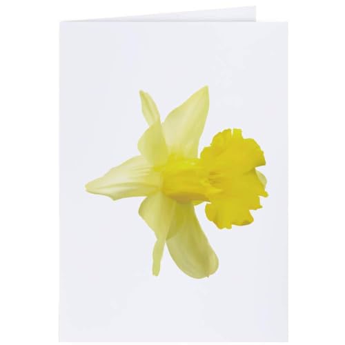 Azeeda 4 x 'Narzisse' Geschenkanhänger (GI00025278) von Azeeda