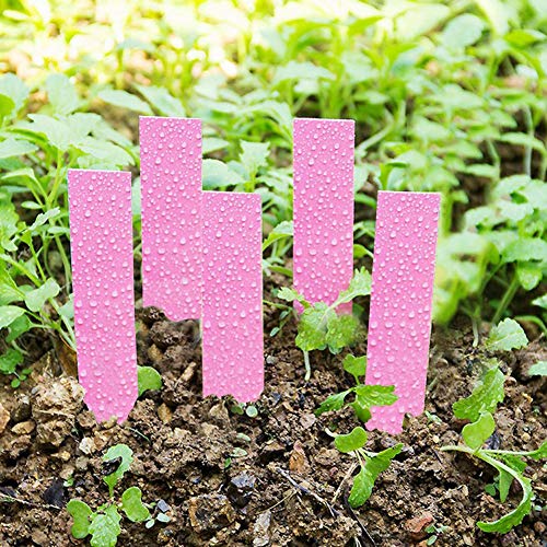 BAFOVY Pflanzensamenbezeichnungen Gartenmarkierungen Sämlinge Tags 100 PCs Multicolor PVC Wasserdicht Wiederverwendbar für die Pflanzenidentifikation mit Sonnenschutzschutz (PINK) von BAFOVY