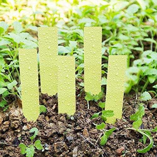 BAFOVY Pflanzensamenbezeichnungen Gartenmarkierungen Sämlinge Tags 100 PCs Multicolor PVC Wasserdicht Wiederverwendbar für die Pflanzenidentifikation mit Sonnenschutzschutz (YELLOW) von BAFOVY