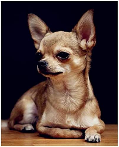 5D Diamant Painting Bilder Groß, Chihuahua Hund 50x60cm DIY Diamond Painting Set Strass Stickerei Diamant Malerei Kunsthandwerk Voller Diamant Kreuzstich Mosaik Gemälde Wall Dekor von BAMZOK