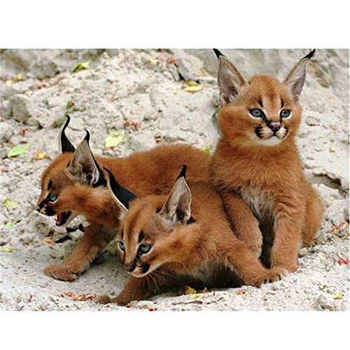 Diamond Painting Set Full Wildes Tier Luchs Katze DIY Diamant Malerei Bilder,5D Diamant Gemälde Strass Stickerei Kreuzstich Set,Diamant malerei Kits Malen Nach Zahlen für Home Wall Decor 30x40cm Diamond Painting Set Full Wildes Tier Luchs Katze DIY Diamant Malerei Bilder,5D Diamant Gemälde Strass Stickerei Kreuzstich Set,Diamant malerei Kits Malen Nach Zahlen für Home Wall Decor 30x40cm von BAMZOK
