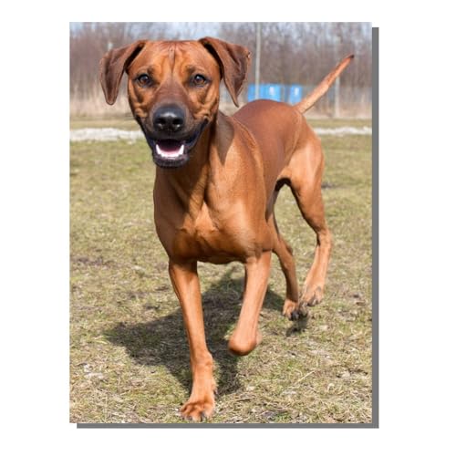 BEIJUYHU Diamond Painting Kinder Tier 5D Diamond Painting Hund Bilder DIY Full drill Crystal Strass Stickerei Mosaic Diamant Malerei Bastelset Geeignet Geschenk und Wanddeko 60x80 cm BJHF484 von BEIJUYHU