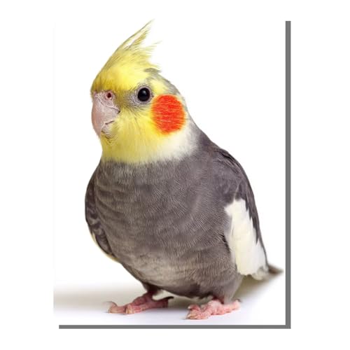 BEIJUYHU Diamond Painting Tier Diamond Painting Erwachsene Groß XXL 80x100 cm Vogel Full drill Daiment Malerei Erwachsene, 5D Diamant Art Mosaic Stickerei Bastelset Geschenk für Home Decor BJHF493 von BEIJUYHU