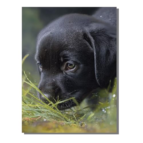 Diamond Painting Set Tier Diamant Painting Bilder Erwachsene Groß DlY Art Kinder Full Drill Diamond Malerei Hund 5D Diamant Kunst Malerei Stickerei Mosaic Bastelset Home Decor 50 x 70 cm BJHF470 Diamond Painting Set Tier Diamant Painting Bilder Erwachsene Groß DlY Art Kinder Full Drill Diamond Malerei Hund 5D Diamant Kunst Malerei Stickerei Mosaic Bastelset Home Decor 50 x 70 cm BJHF470 von BEIJUYHU