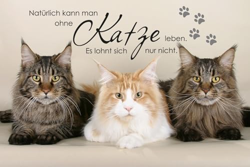 BLUEMEX Diamond Painting Bild, Ohne Katze Leben, runde BZW. eckige Steine, 60 Farben, 60x90cm, Vollbild (eckige Steine) von BLUEMEX