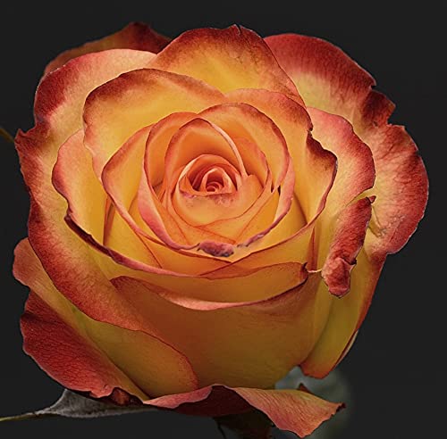 BLUEMEX Diamond Painting Bild, Rose, orangerot, eckige Steine, ca. 40x40cm, 50 Farben, Vollbild von BLUEMEX