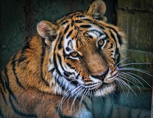 BLUEMEX Diamond Painting Bild, Stolzer Tiger, runde BZW. eckige Steine, 55 Farben, 70x90cm, Vollbild (eckige Steine) von BLUEMEX