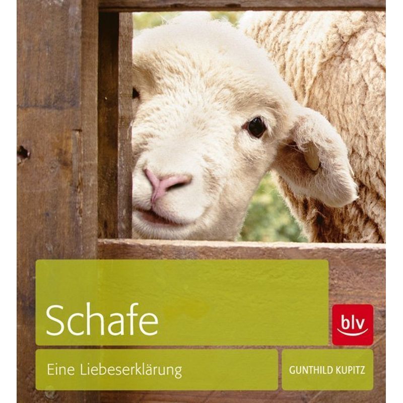 Schafe - Gunthild Kupitz, Gebunden von BLV Buchverlag