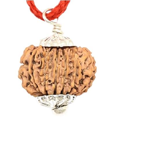 BRAINCORD 14 Mukhi Rudraksha mit Chandi-Caping, zertifiziert und natürlich, spirituelle Heilperle von BRAINCORD