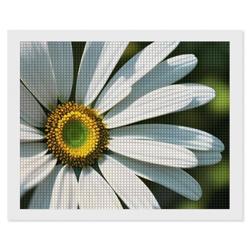 BSCKKDMN Daisy Diamond Painting Kits für Erwachsene Diamond Art Kit für Anfänger 5D DIY Full Square Diamond Art Craft Kits für Erwachsene für Home Wall Decor BSCKKDMN Daisy Diamond Painting Kits für Erwachsene Diamond Art Kit für Anfänger 5D DIY Full Square Diamond Art Craft Kits für Erwachsene für Home Wall Decor von BSCKKDMN