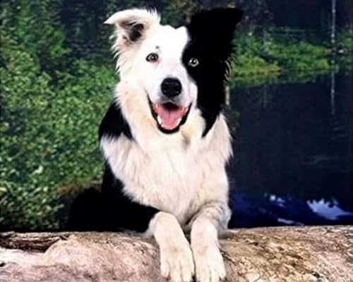 BUANJIAJU Schnitz-Kreuzstich-Set, Border Collie, beliebtes Muster, Druck-Kreuzstich-Set, Anfänger, 11 CT, DIY, Fortgeschrittenes, handgefertigtes Stickset – Wandbild als Geschenk für Freunde -40X50CM BUANJIAJU Schnitz-Kreuzstich-Set, Border Collie, beliebtes Muster, Druck-Kreuzstich-Set, Anfänger, 11 CT, DIY, Fortgeschrittenes, handgefertigtes Stickset – Wandbild als Geschenk für Freunde -40X50CM von BUANJIAJU