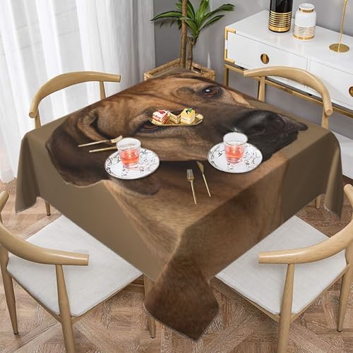 Rhodesian Ridgeback, quadratisch, staubdicht, wasserdicht, Tischdecke, 139,7 x 139,7 cm Rhodesian Ridgeback, quadratisch, staubdicht, wasserdicht, Tischdecke, 139,7 x 139,7 cm von BYwenhopnbs