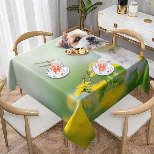 Shih Tzu Kleine süße Hunde, lockige Welpen, Haustiere, Feld, quadratisch, staubdicht, wasserdicht, Tischdecke, 139,7 x 139,7 cm Shih Tzu Kleine süße Hunde, lockige Welpen, Haustiere, Feld, quadratisch, staubdicht, wasserdicht, Tischdecke, 139,7 x 139,7 cm von BYwenhopnbs