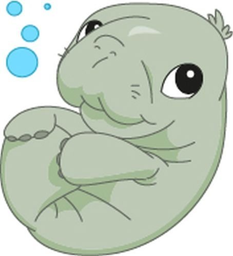 Bambinella® XL - Klebesticker - Motiv: Baby Seekuh Manatee von Bambinella